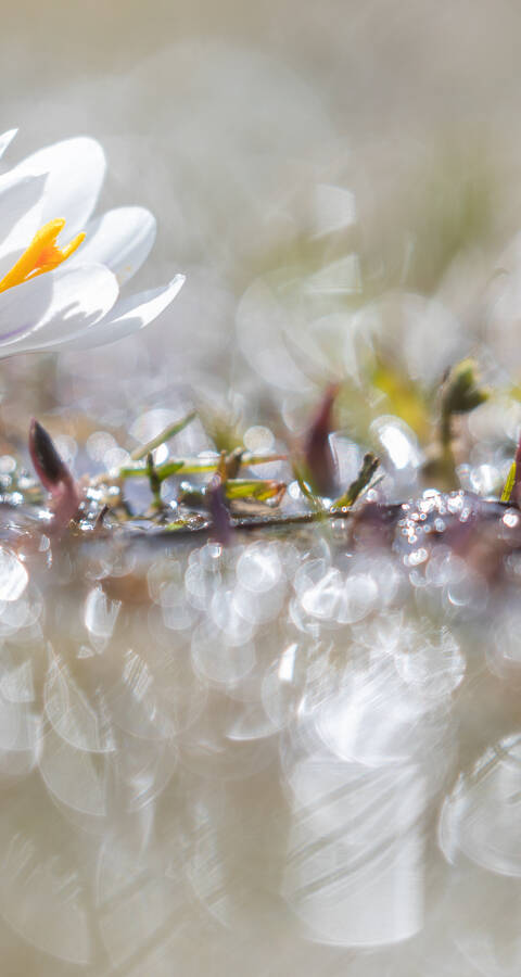 Printemps alpin