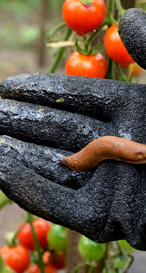 Escargot espagnol sur la main d'une personne
