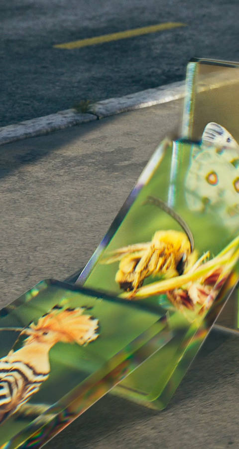 La biodiversità in Svizzera: se non ci diamo da fare, presto non vedremo mai più raganelle e upupe.