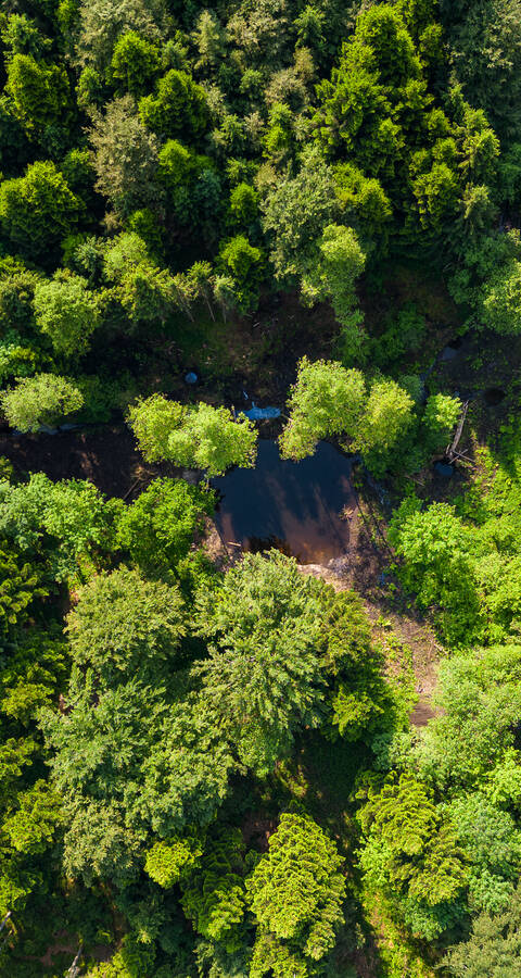 Weiher im Meggerwald