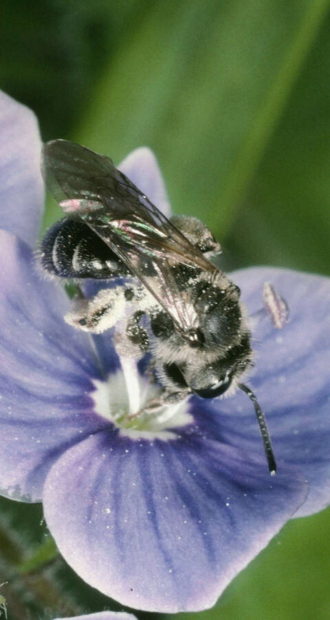 Wildbiene