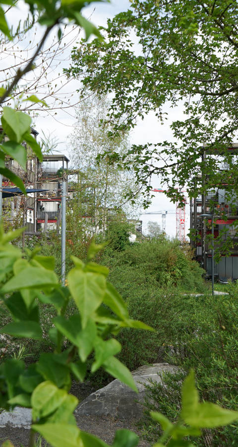 Grünstreifen durch die ABZ Siedlung Entlisberg