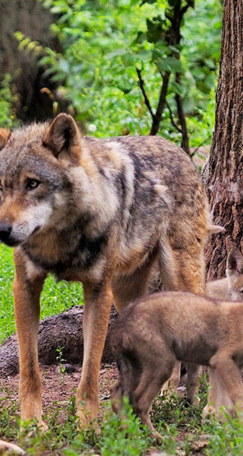 Wolfsfamilie im Wald