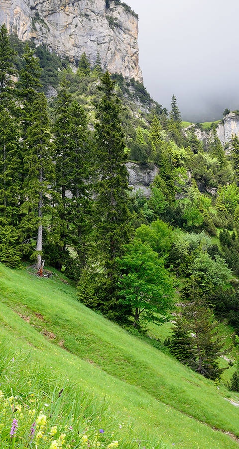 Prato fiorito presso Rophaien UR