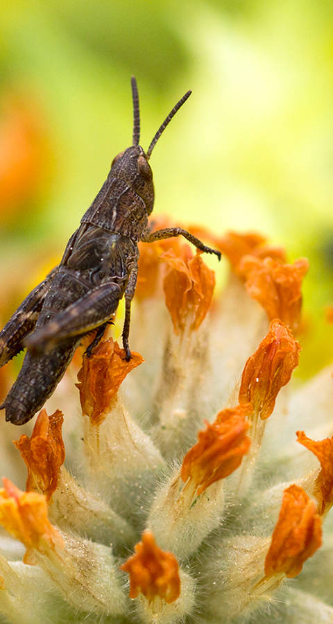 Heuschrecke in Blumenwiese bei Zeneggen VS