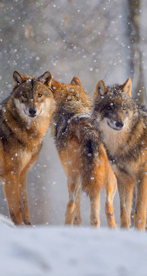 Drei Wölfe im verschneiten Wald