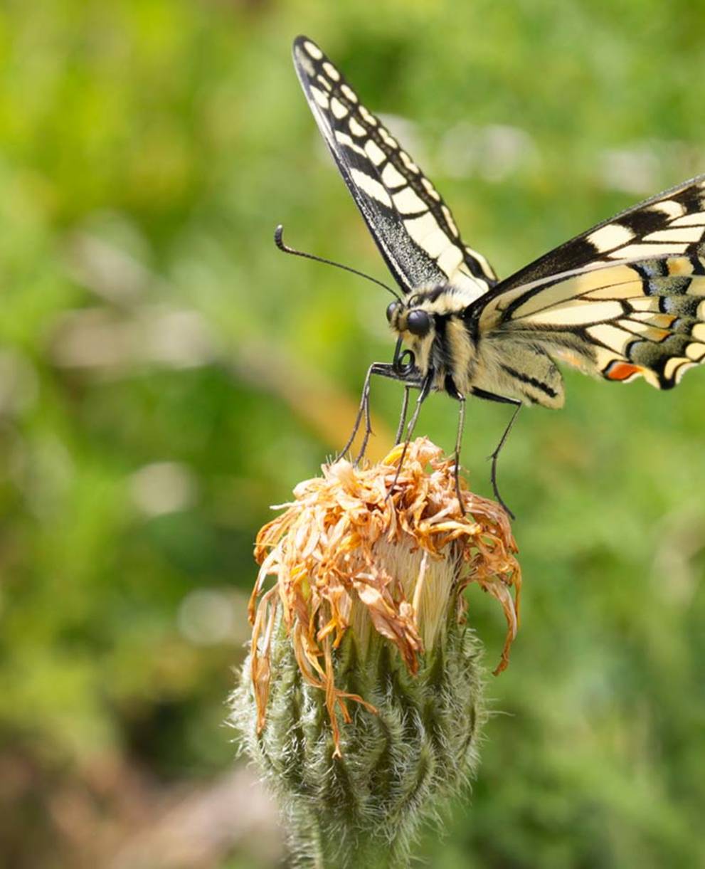 Un machaon sur un pissenlit dans une prairie fleurie