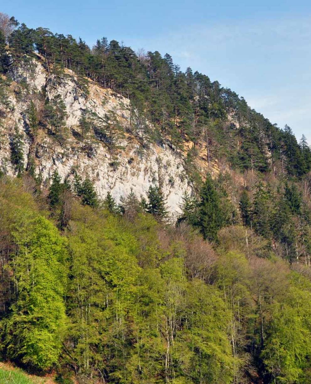 Forêt de Telli sur le Haslilhorn