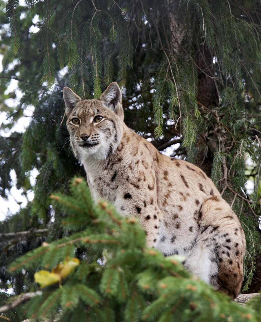 Lince nella foresta