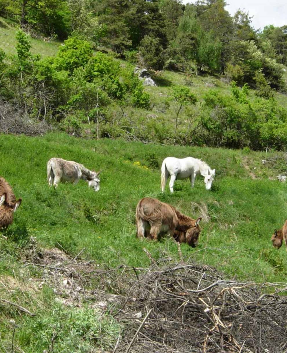 Pâturage avec des ânes à Chalais