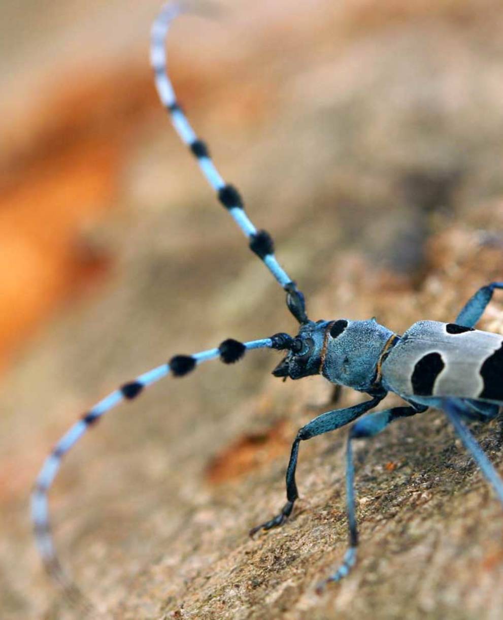 La Rosalie des Alpes est une espèce de coléoptère strictement protégée