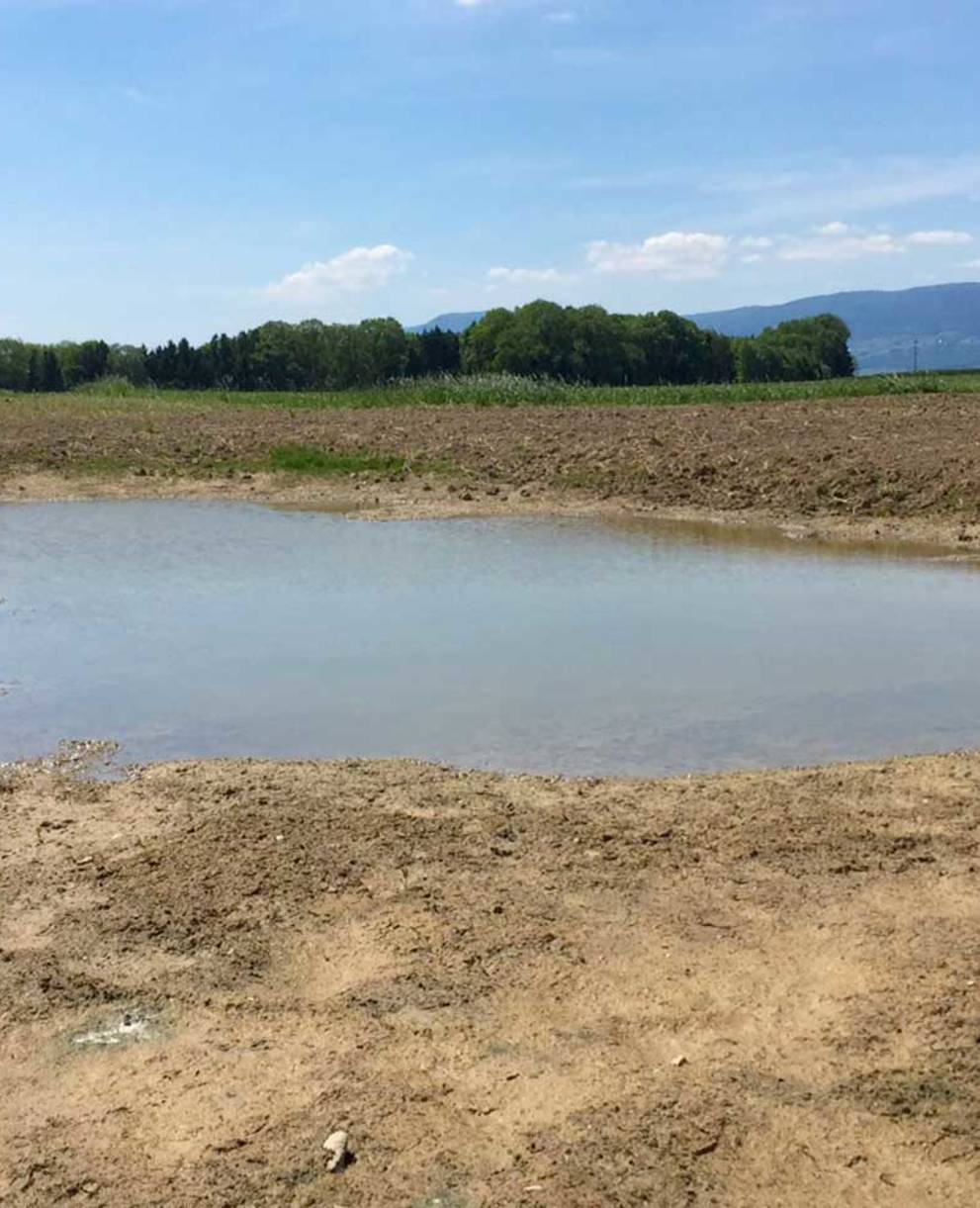 Le "Groupe Batraciens" a fait un gros traval pour la protection de nos grenouilles, crapauds et tritons