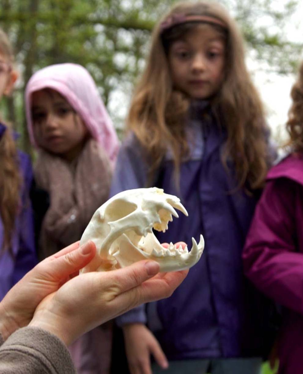 Kinder bestaunen den Schädel eines Beutegreifers