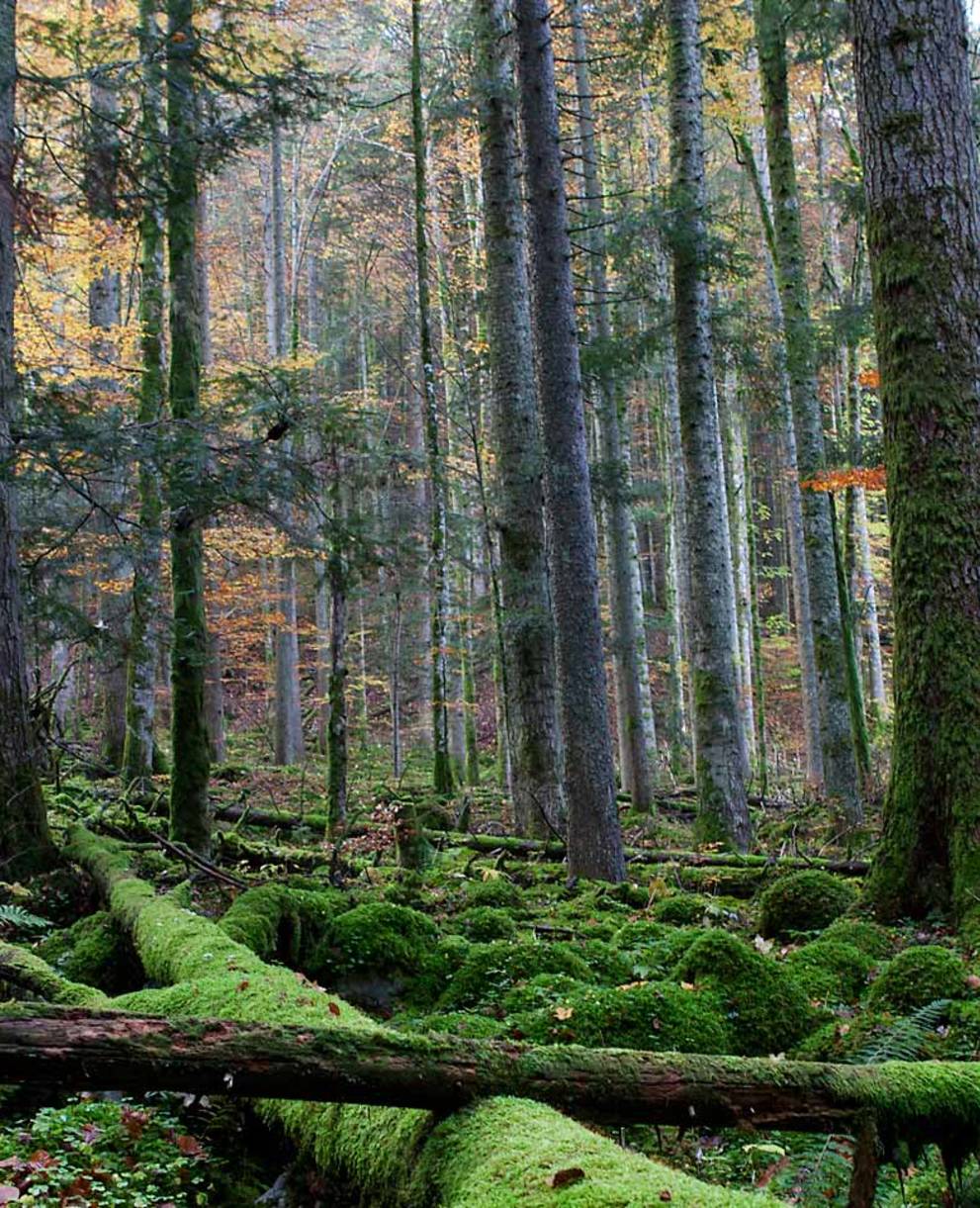 Combe-Grède, eine waldige Karstlandschaft