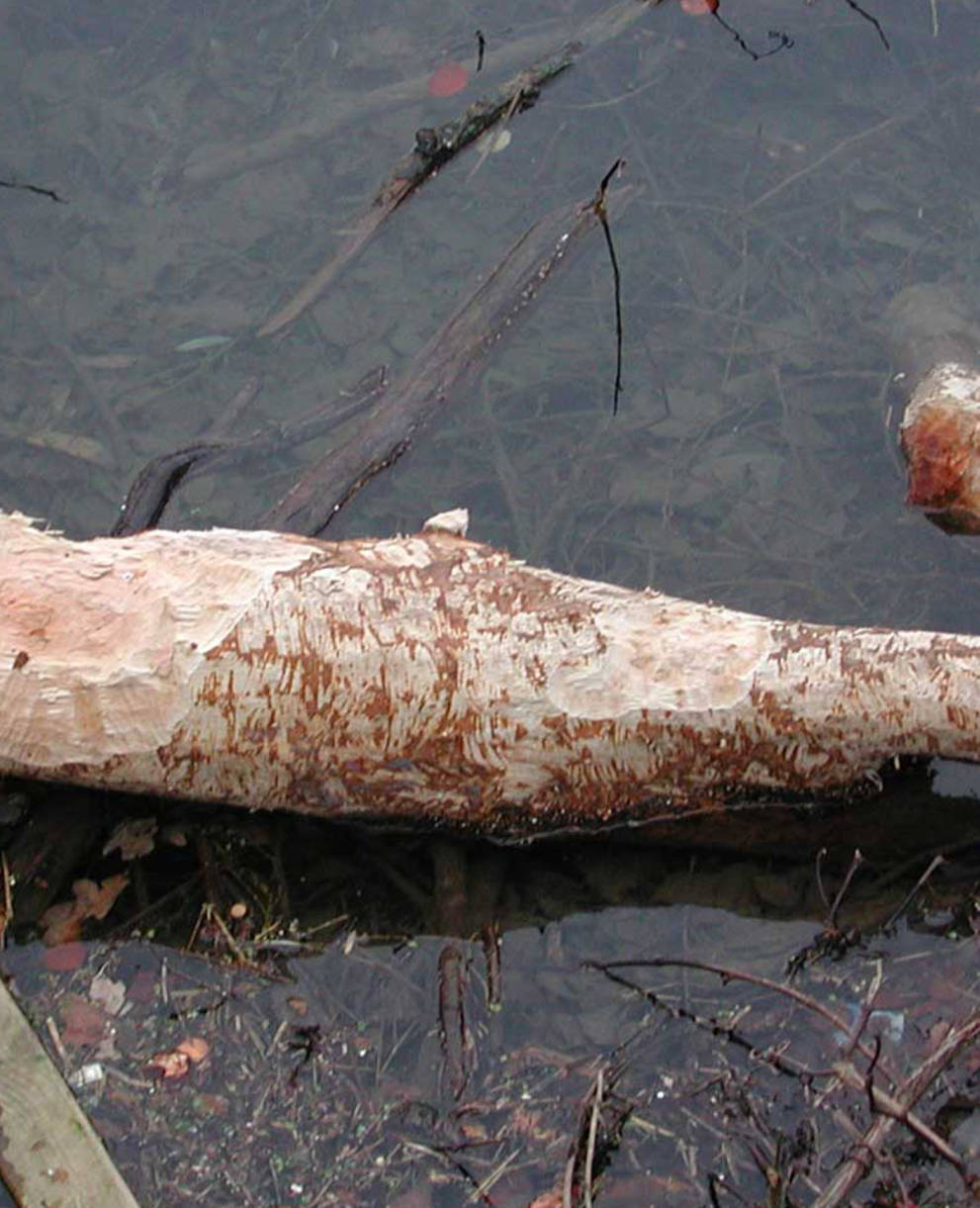 Vom Biber gefällter Baum im Wasser