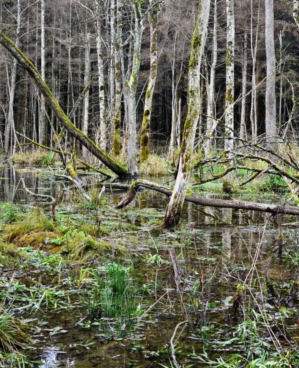 Mystische Landschaft im Biberwald - Bäume im Wasser