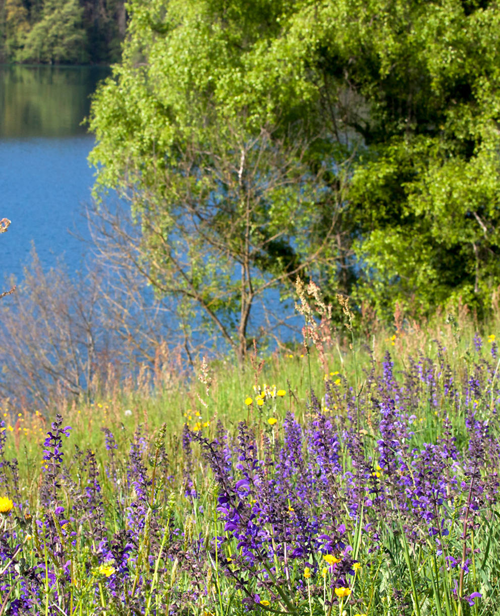 Apfelbaum am Fluss, im Vordergrund eine blühende Wiese