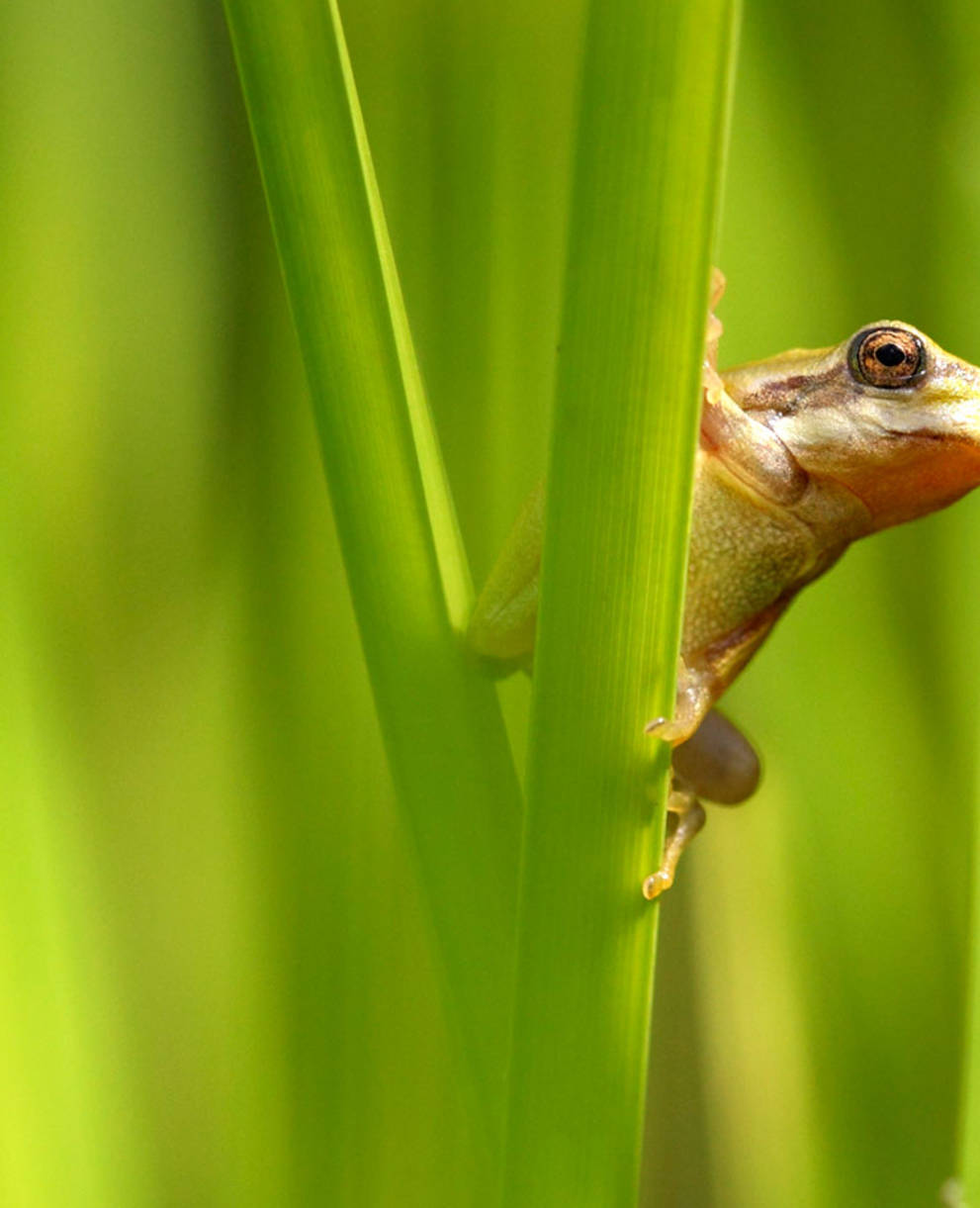 Tree frog in grass