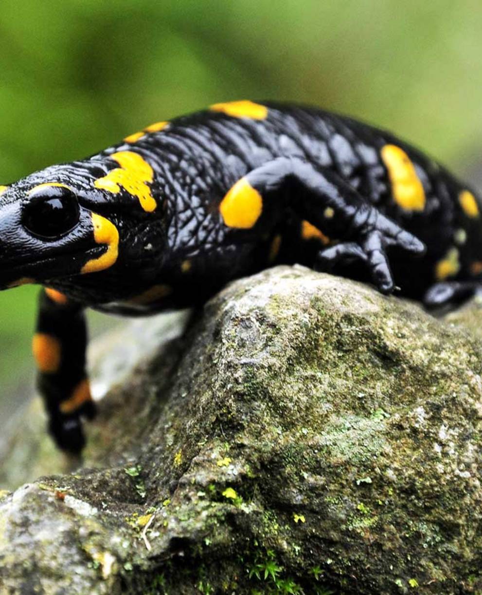 Une salamandre tachetée sur une pierre