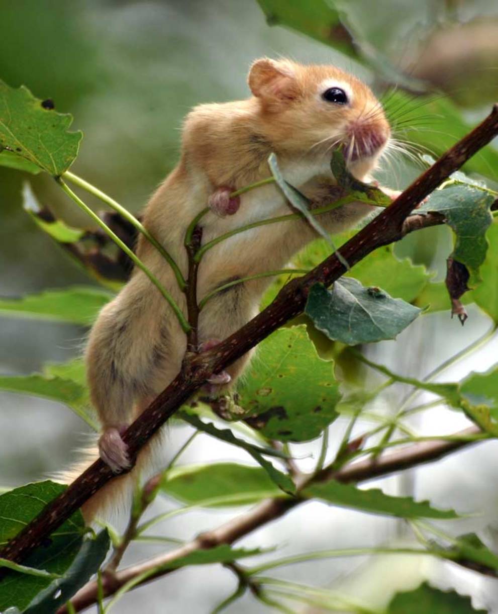 Eine Haselmaus klettert auf einen Baum