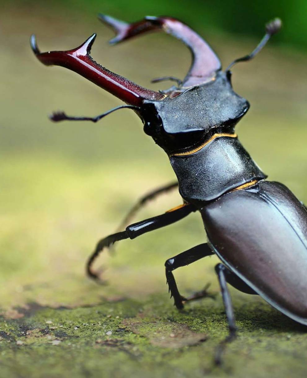 Lucane cerf-volant mâle: les mâchoires du lucane ressemblent à une ramure.