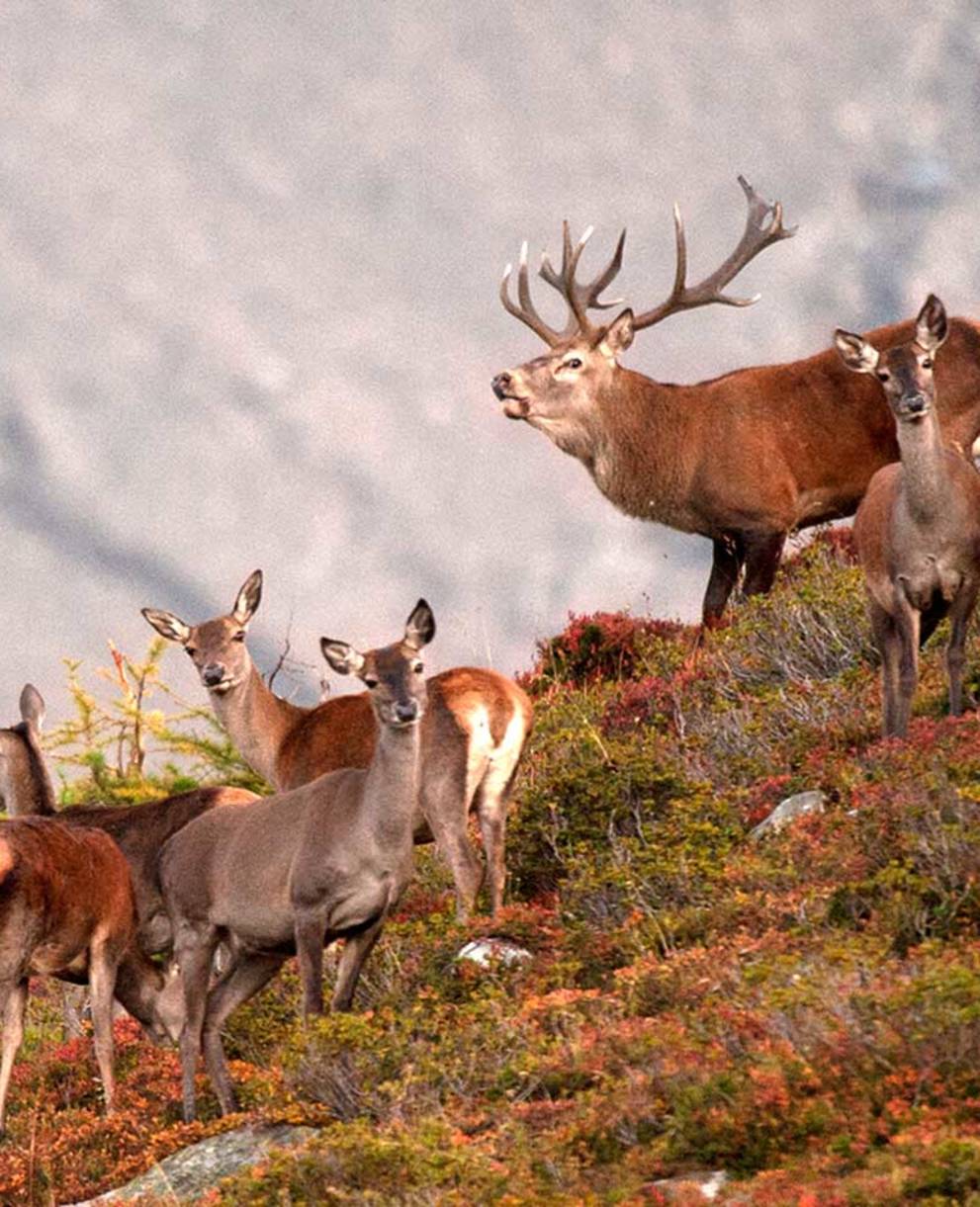 Un râle profond retentit dans la forêt lorsque ces animaux craintifs rivalisent lors du brame