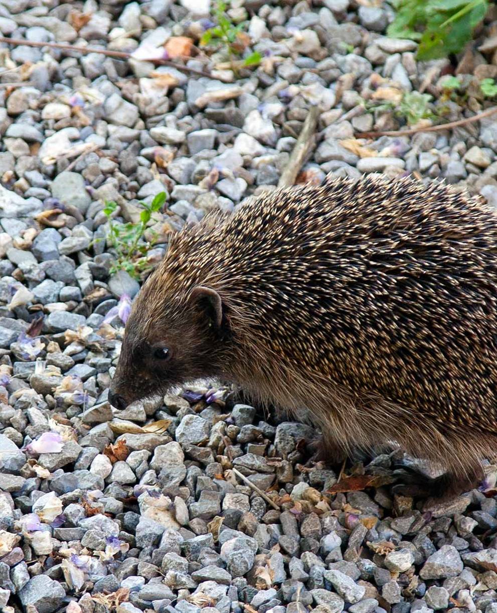 Igel auf Steinen