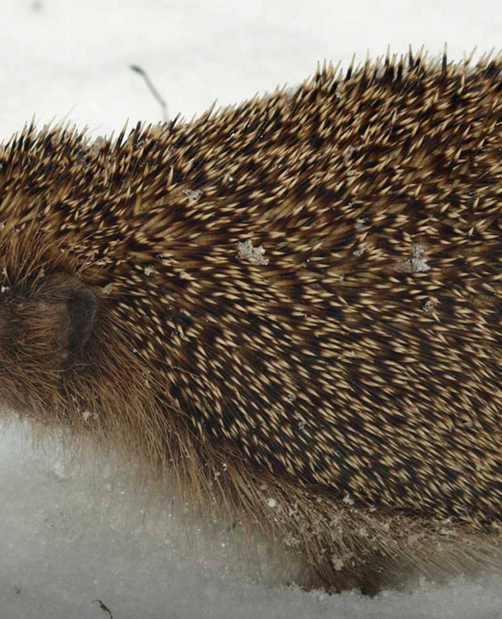 Igel im Schnee