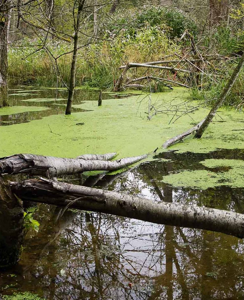 Un arbre tombé dans le lac de Marthalen grand d'environ 5 ha, créé par le castor, dans le canton de Zurich