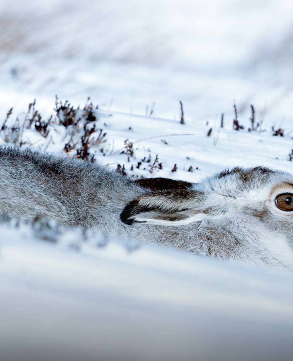 Le lièvre variable ne peut résister aux rigueurs de l’hiver en montagne qu’en économisant ses réserves d’énergie.