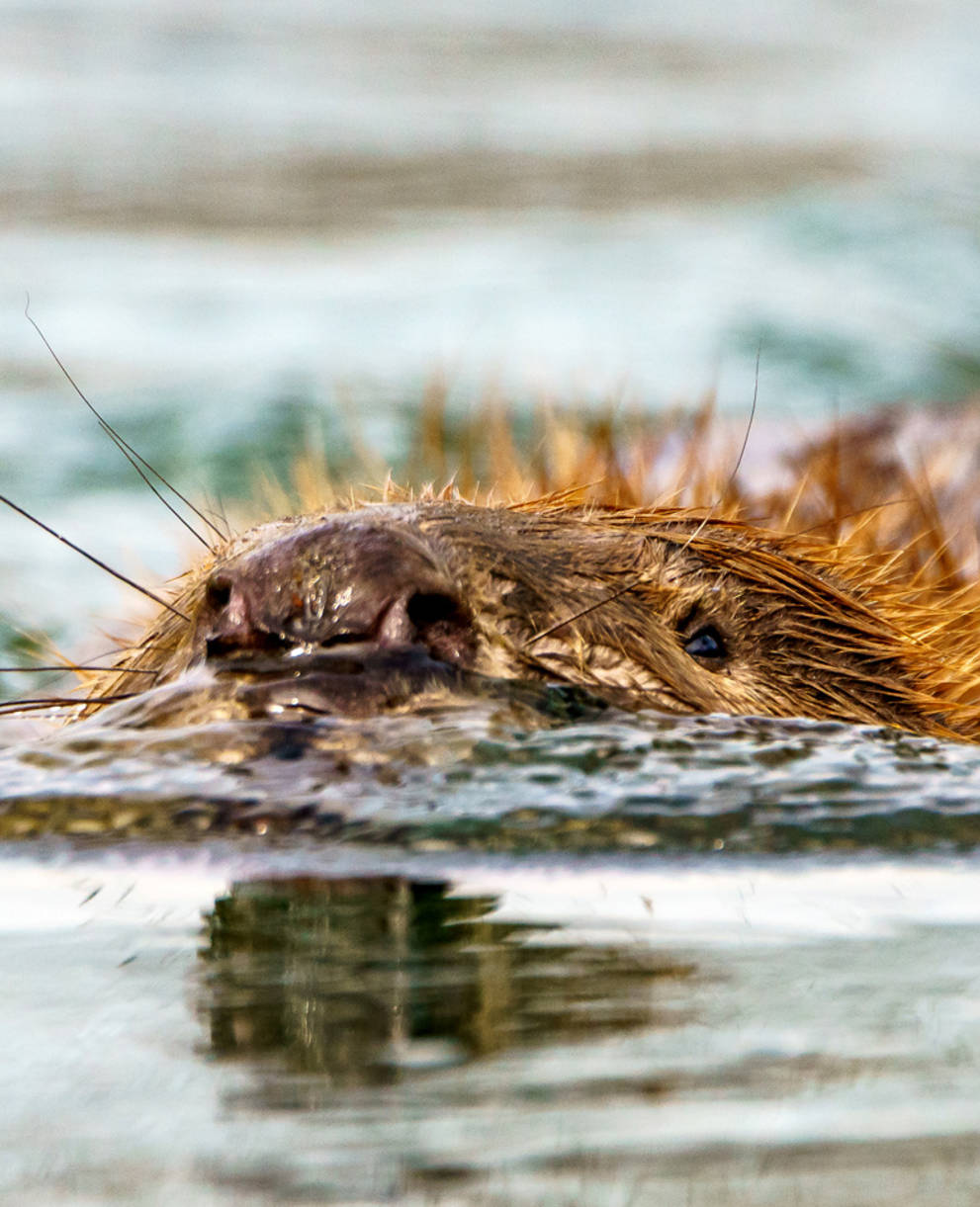 Schwimmender Biber im Wasser