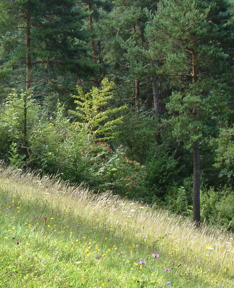 Un ingénieux concept de fauchage permet de promouvoir la diversité des espèces dans la prairie