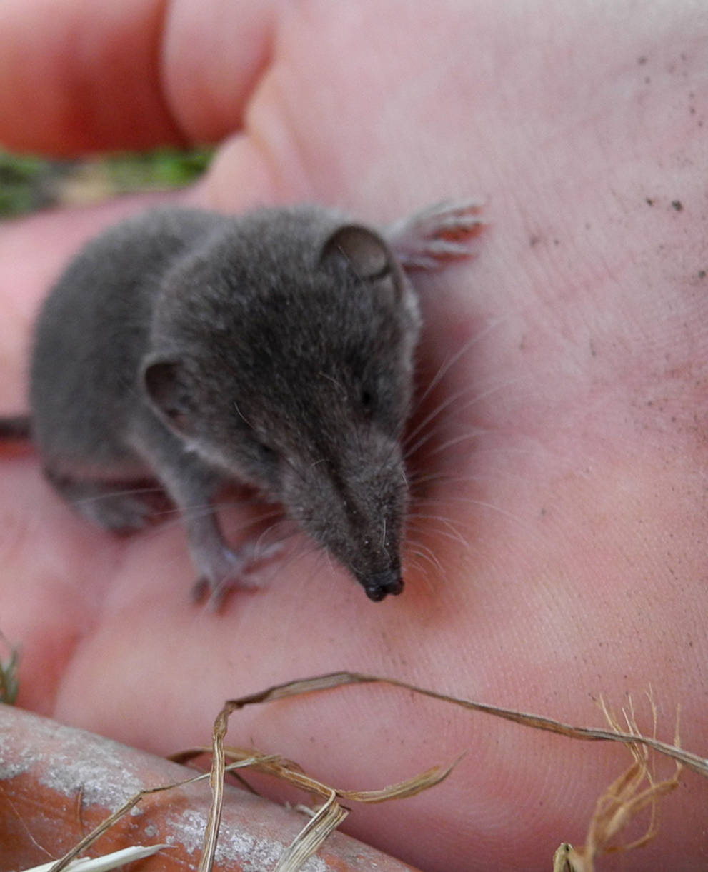 Gerettete Spitzmaus auf einer Hand