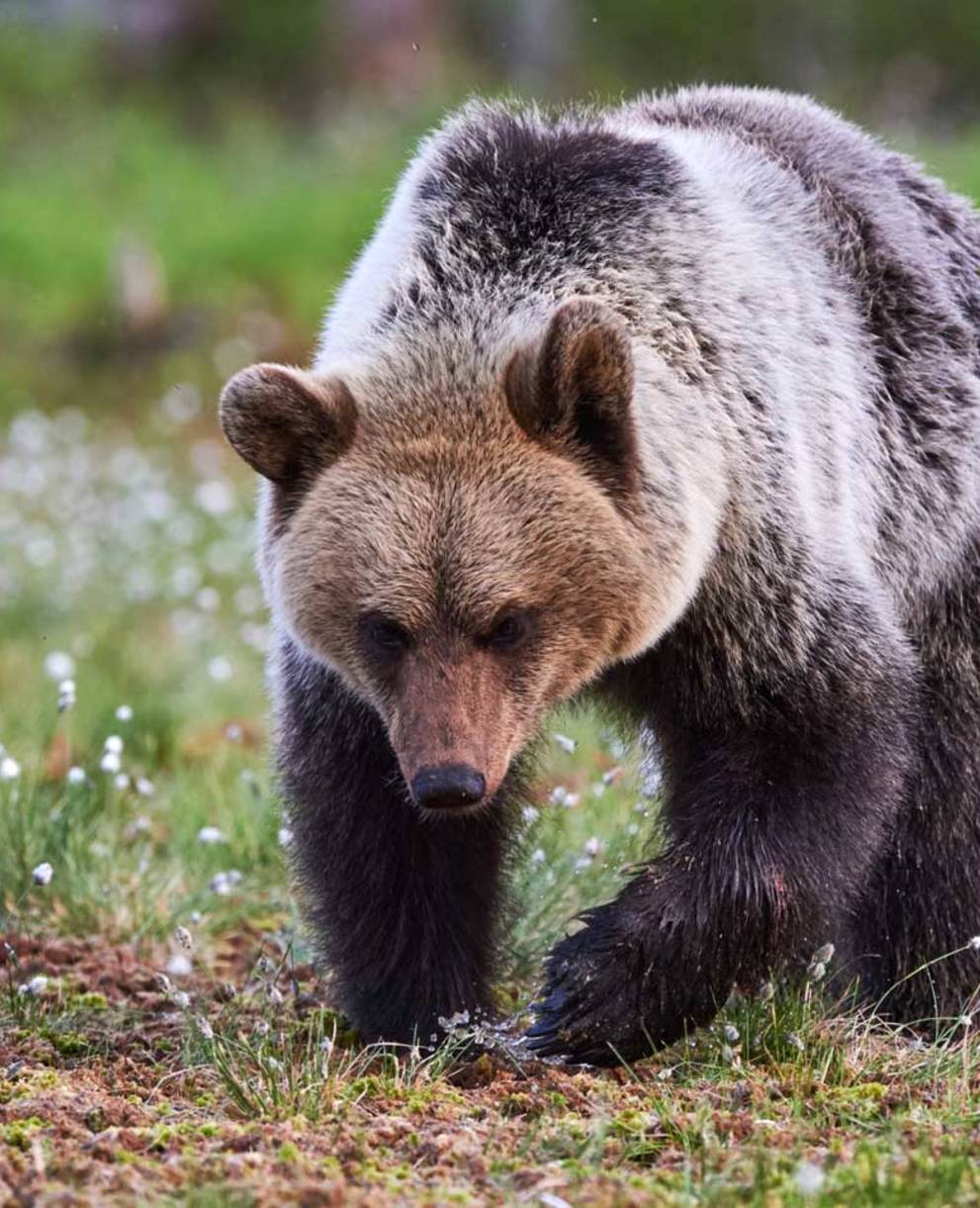 Ours brun près d’un marais