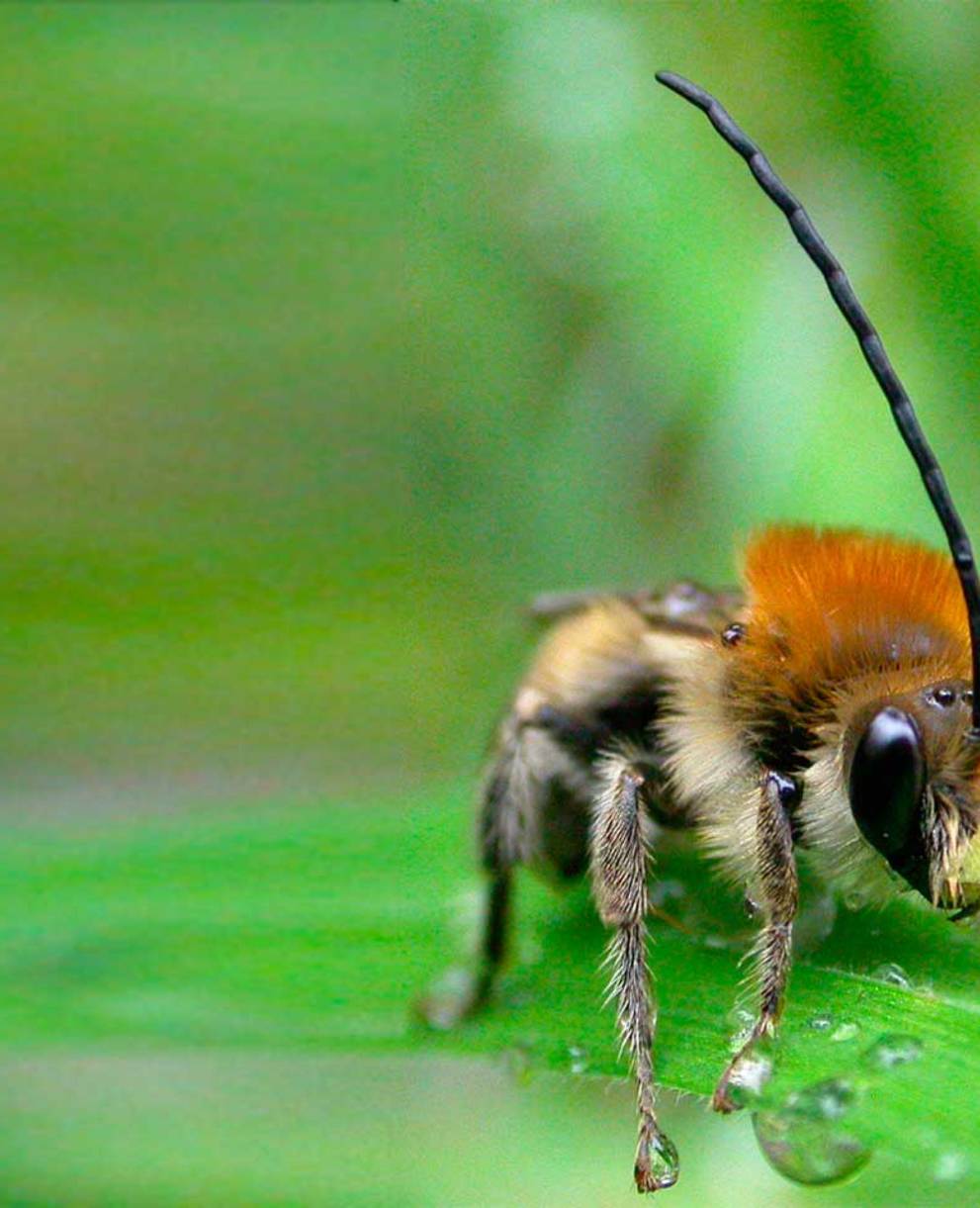 Die Langhornbiene ist das Tier des Jahres 2010