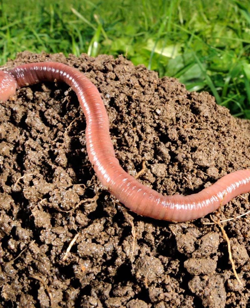 La partie antérieure fortement pigmentée d'un Lumbricus terrestris