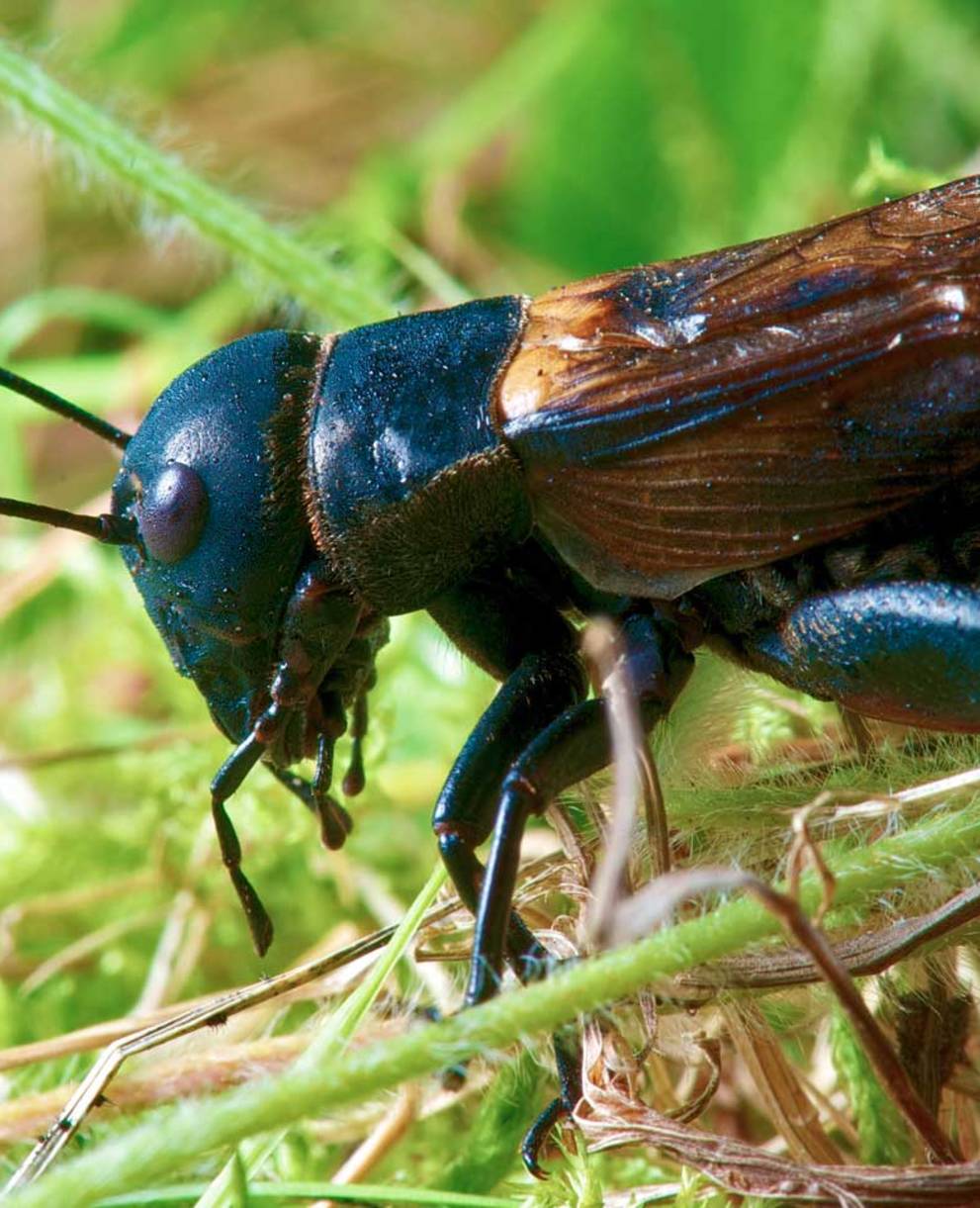 Le grillon champêtre est l'animal de l'année 2014