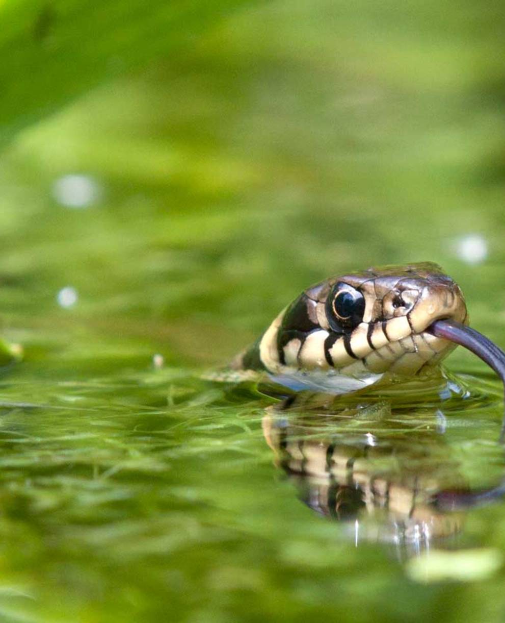 La natrice dal collare è l'animale dell’anno 2015