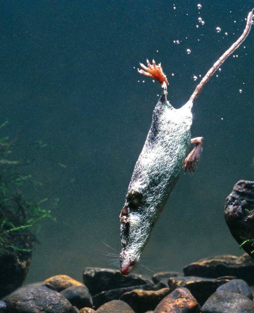 Wasserspitzmaus auf Tauchgang.