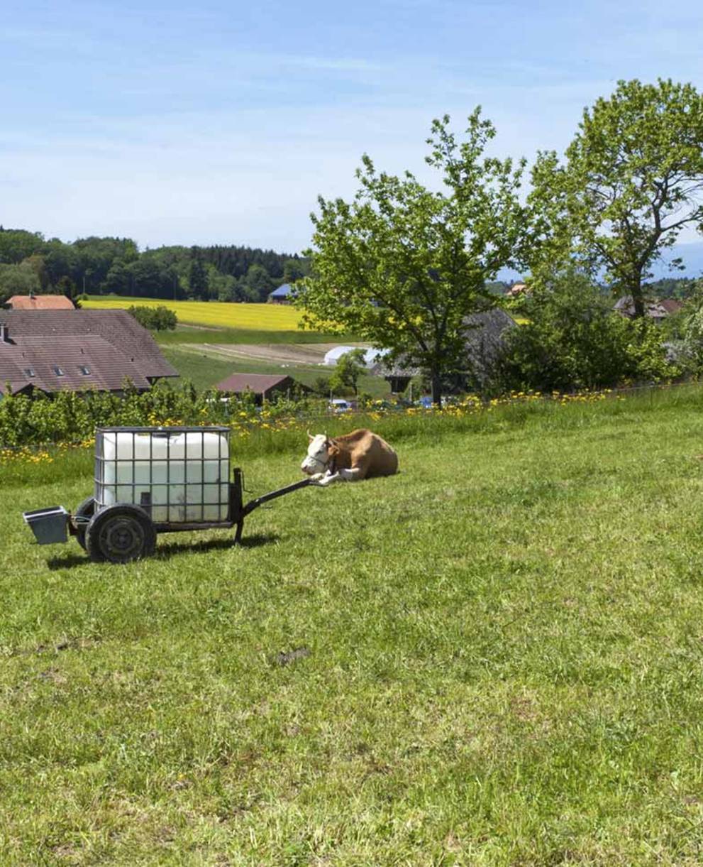 Des vaches au champ