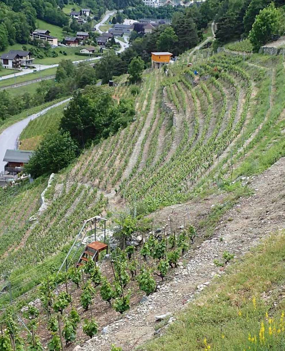 Le jaune éclatant des linaires d'Italie en pleine floraison dans des vignes valaisannes