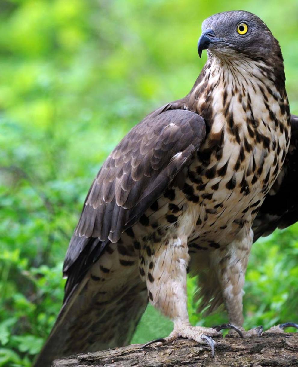 Der Wespenbussard ist ein Nahrungsspezialist