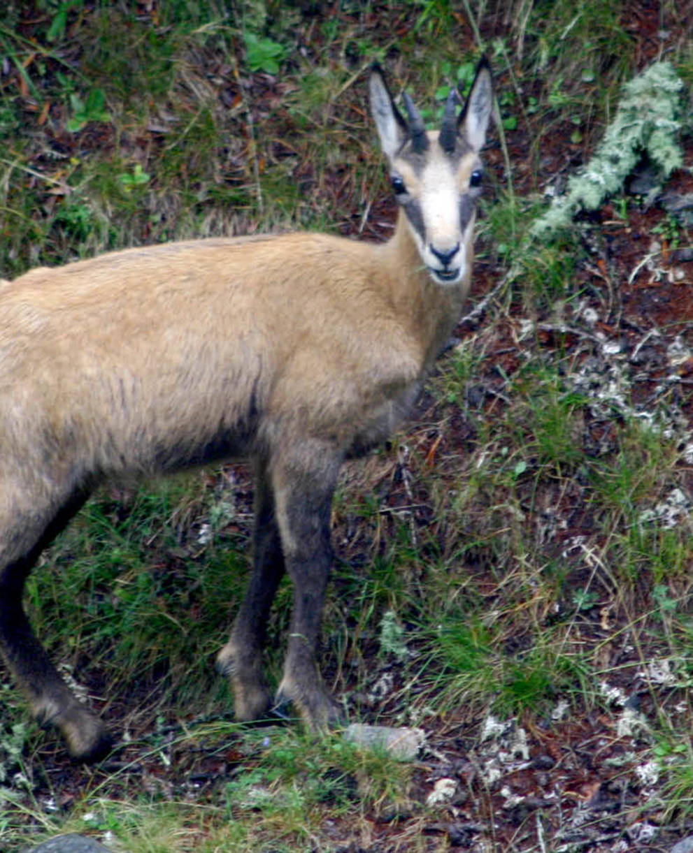 Excursion d'un jour, chamois près de la Combe Grède au Chasseral