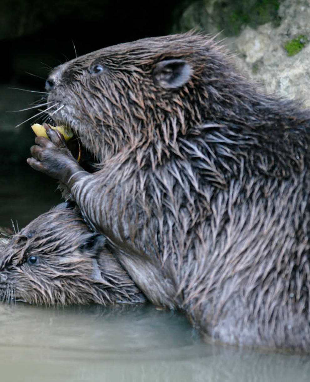 Tagesexkursion, auf den Spuren der Biber