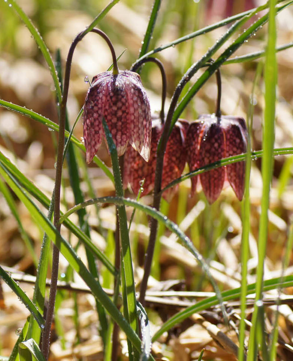 Schachblumen, Tagesexkursion @ Urs Tester