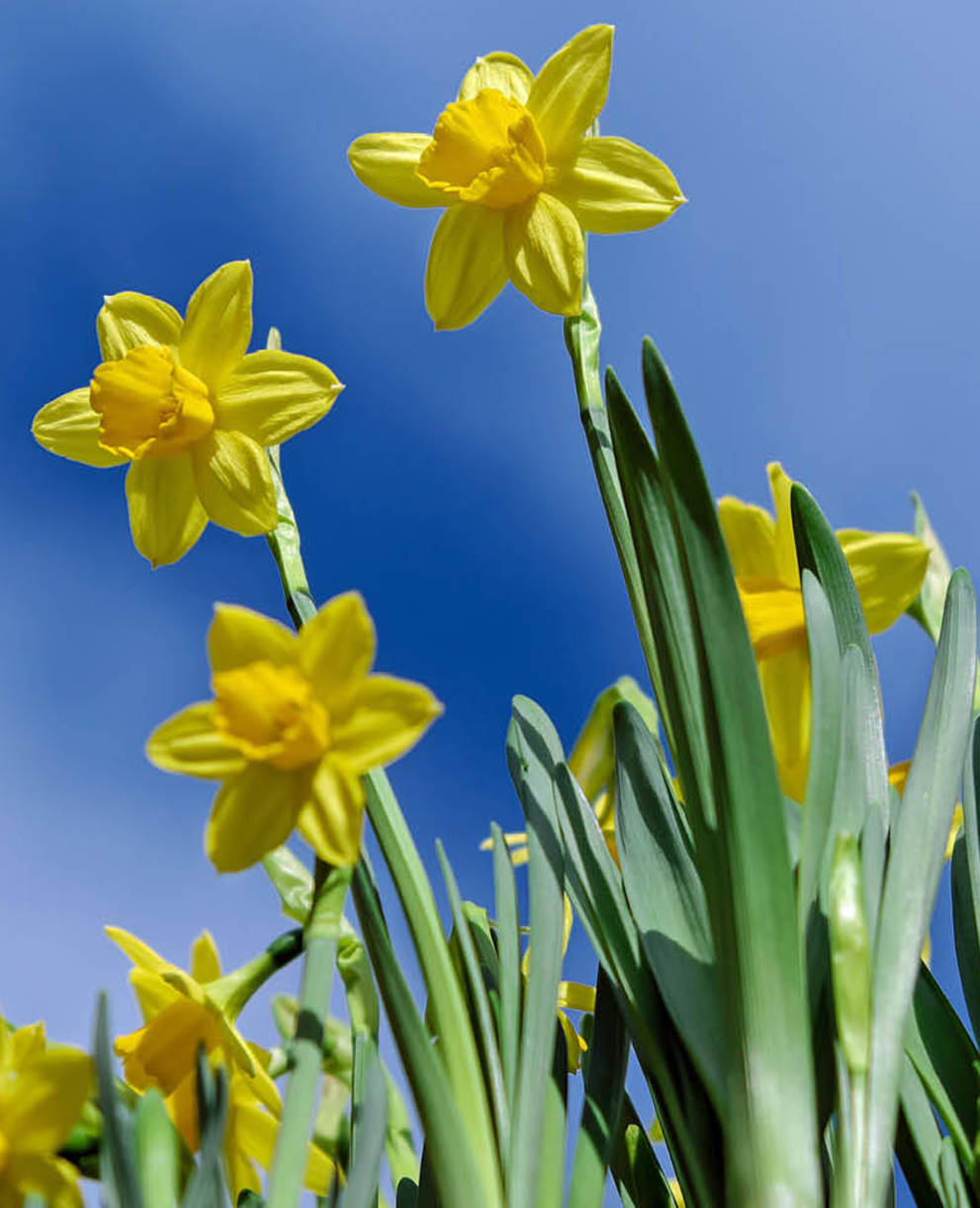 Tagesexkursion, Osterglocken und Juralandschaft