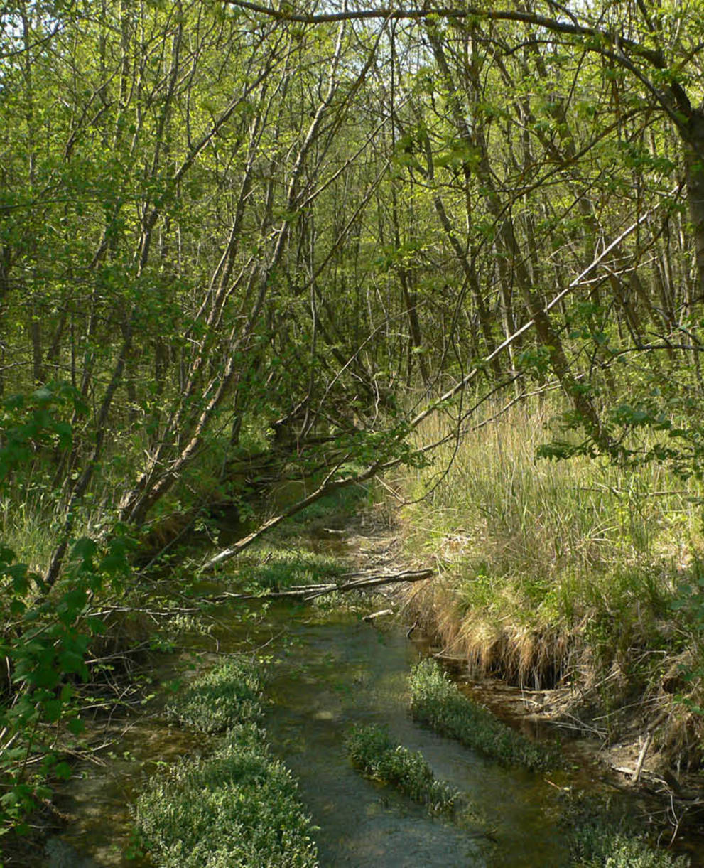 Pfynwald Tagesexkursion