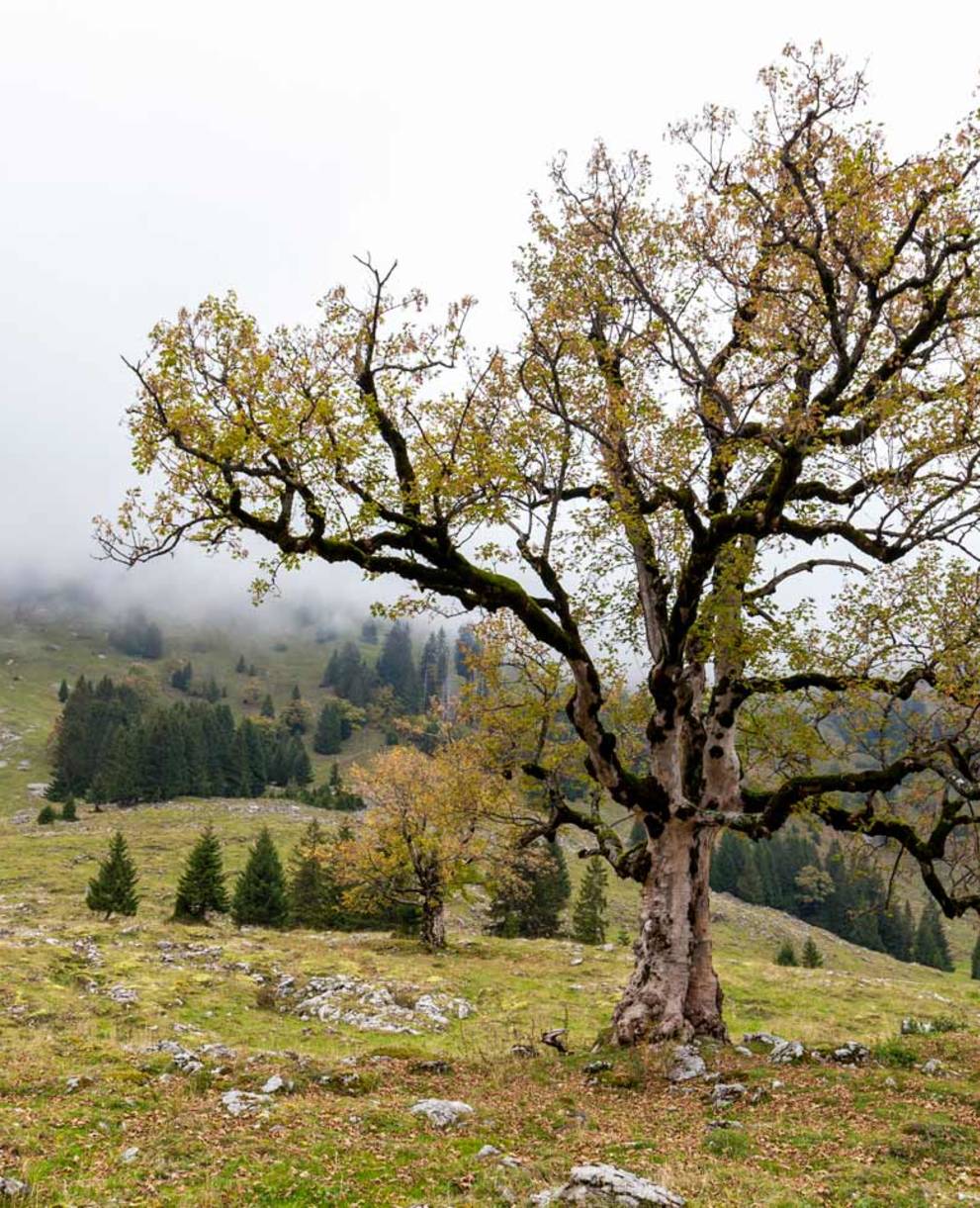 Centro Pro Natura di Champ-Pittet