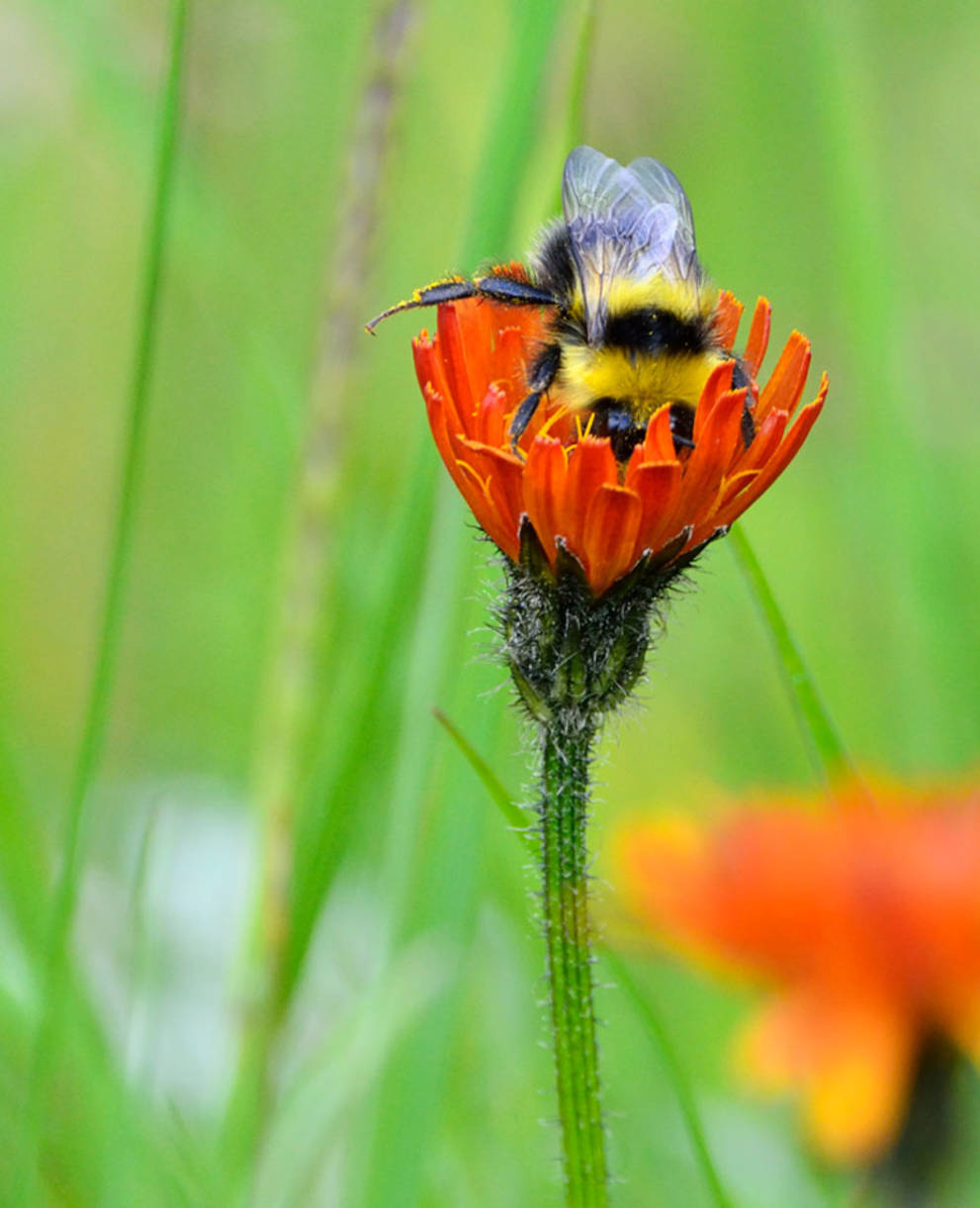 A gleaning bee