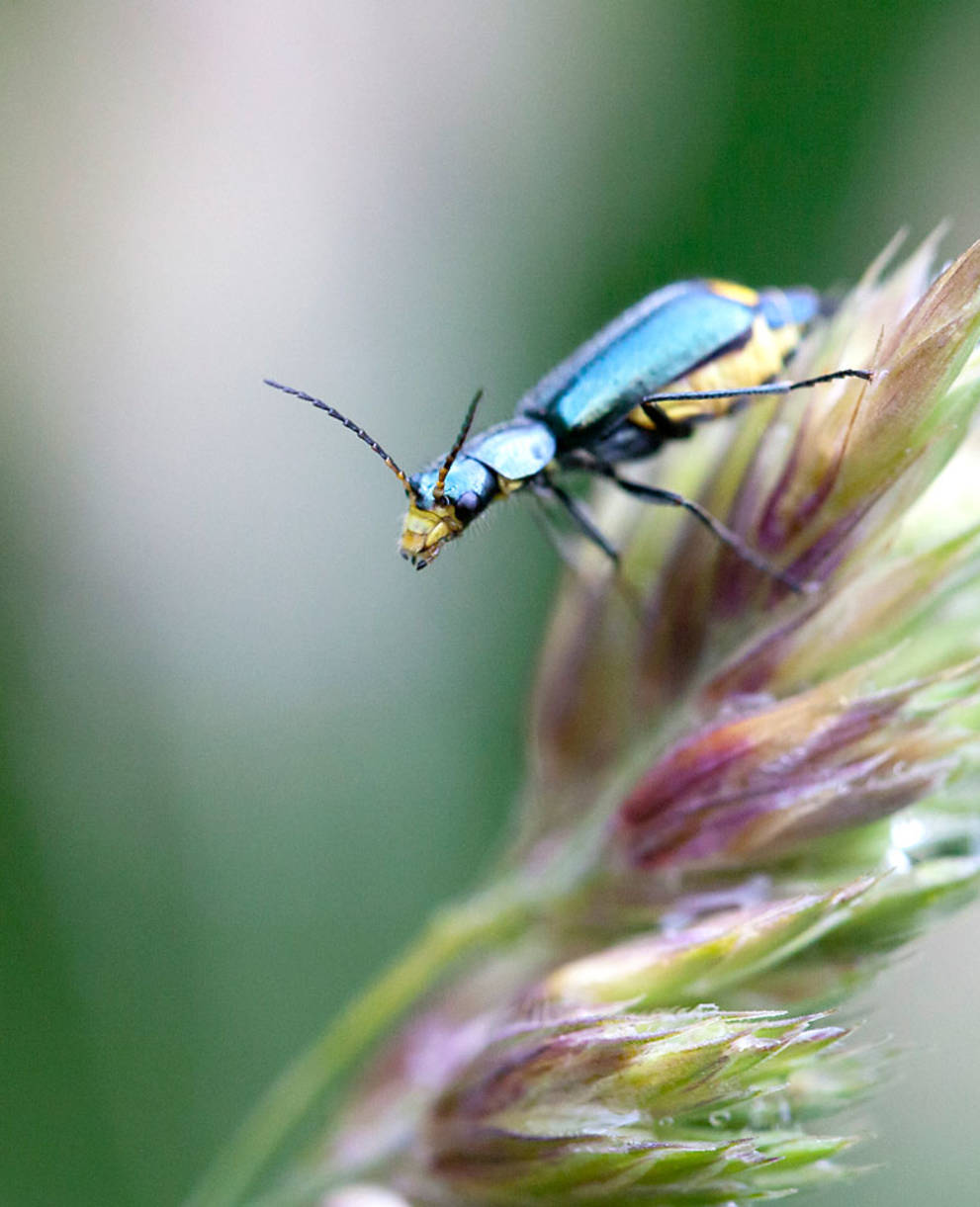 Scarabeidi colorati